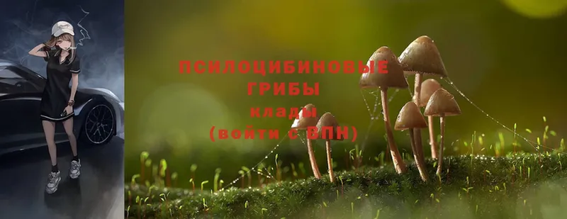 Галлюциногенные грибы Cubensis  купить  цена  Звенигово 